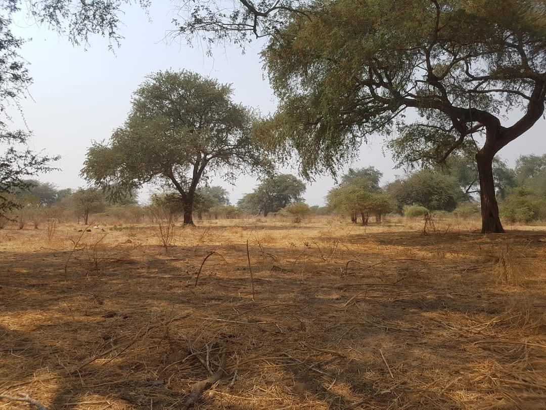 19.5 acres commercial Land